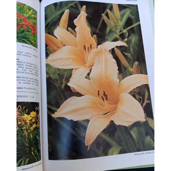 A–Z of Perennials – Reader's Digest Successful Gardening Series 1990, Hardcover - Picture 7 of 14